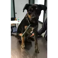Foto dell\'animale cane - Matr. 2019/2397 - Microchip 380260043633856