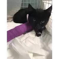 gatto - Matr. 2019/2400 - Microchip 380260043633929