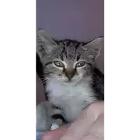 Foto dell\'animale gatto - Matr. 2019/2409 - Microchip 380260043718394