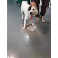 Foto dell\'animale cane - Matr. 2019/2404 - Microchip 380260043869886