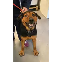 Foto dell\'animale cane - Matr. 2019/2415 - Microchip 380260100118650