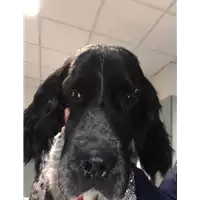 Foto dell\'animale cane - Matr. 2019/0191 - Microchip 380260043870111