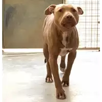 Foto dell\'animale cane - Matr. 2017/0309 - Microchip 380260043147309