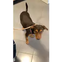 Foto dell\'animale cane - Matr. 2019/2417 - Microchip 380260043872636