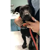 Foto dell\'animale cane - Matr. 2019/2416 - Microchip 380260043873287
