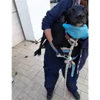 Foto dell\'animale cane - Matr. 2019/2421 - Microchip 380260043870064