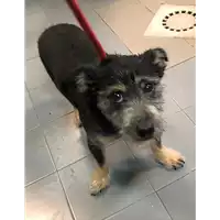 Foto dell\'animale cane - Matr. 2019/1374 - Microchip 380260043680944