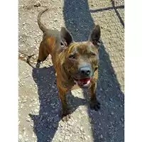 Foto dell\'animale cane - Matr. 2019/2424 - Microchip 380260043872956