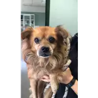 Foto dell\'animale cane - Matr. 2013/1451 - Microchip 380260000798339