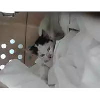 Foto dell\'animale gatto - Matr. 2019/2425 - Microchip 380260043870167