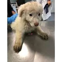 cane - Matr. 2019/2428 - Microchip 380260043870834