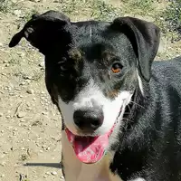 Foto dell\'animale cane - Matr. 2019/1237 - Microchip 380260043686493