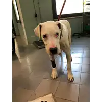 Foto dell\'animale cane - Matr. 2019/1642 - Microchip 380260043633637
