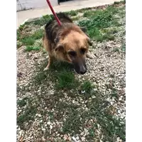 Foto dell\'animale cane - Matr. 2019/2434 - Microchip 380260040126657