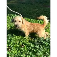 Foto dell\'animale cane - Matr. 2019/2435 - Microchip 380260043633690