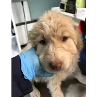 Foto dell\'animale cane - Matr. 2019/2438 - Microchip 380260043847755