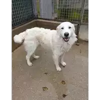 Foto dell\'animale cane - Matr. 2019/2441 - Microchip 380260043708061