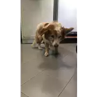 Foto dell\'animale cane - Matr. 2019/2443 - Microchip 380260043709468