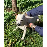 Foto dell\'animale cane - Matr. 2019/2442 - Microchip 380260042831420