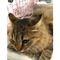Foto dell\'animale gatto - Matr. 2019/2446 - Microchip 380260043793753