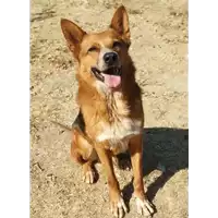 Foto dell\'animale cane - Matr. 2019/2449 - Microchip 380260040133650