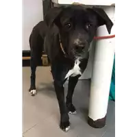 Foto dell\'animale cane - Matr. 2019/2450 - Microchip 380260043633928