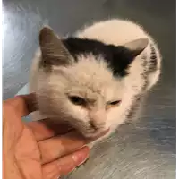 Foto dell\'animale gatto - Matr. 2019/2452 - Microchip 380260043710128