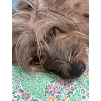 Foto dell\'animale cane - Matr. 2019/2456 - Microchip 380260043634106