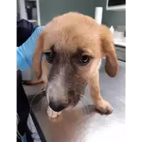 Foto dell\'animale cane - Matr. 2019/2455 - Microchip 380260043847821
