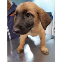 Foto dell\'animale cane - Matr. 2019/2453 - Microchip 380260043710041