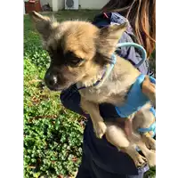 Foto dell\'animale cane - Matr. 2019/2458 - Microchip 380260043708059