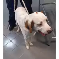 Foto dell\'animale cane - Matr. 2019/2460 - Microchip 380260043849382