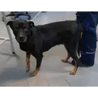 Foto dell\'animale cane - Matr. 2019/2463 - Microchip 380260040141957