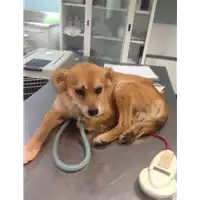 Foto dell\'animale cane - Matr. 2019/2462 - Microchip 380260043633976