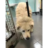 Foto dell\'animale cane - Matr. 2019/2465 - Microchip 380260043624204