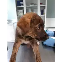 Foto dell\'animale cane - Matr. 2019/2466 - Microchip 380260043848679