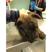 Foto dell\'animale cane - Matr. 2019/2467 - Microchip 380260043633753