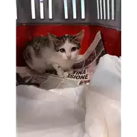 gatto - Matr. 2019/2468 - Microchip 380260043708438