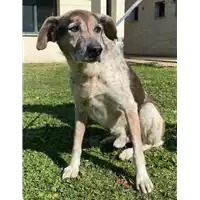 Foto dell\'animale cane - Matr. 2019/2469 - Microchip 380260043707968