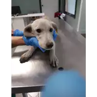 Foto dell\'animale cane - Matr. 2019/2471 - Microchip 380260043708153