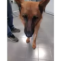 Foto dell\'animale cane - Matr. 2019/2473 - Microchip 380260043708346