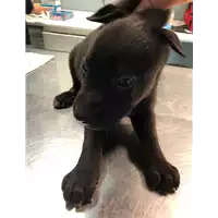 Foto dell\'animale cane - Matr. 2019/2477 - Microchip 380260043632305