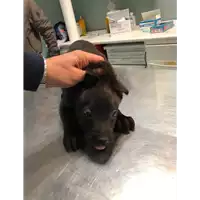 Foto dell\'animale cane - Matr. 2019/2478 - Microchip 380260043631551