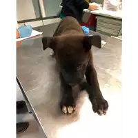 Foto dell\'animale cane - Matr. 2019/2480 - Microchip 380260043631487