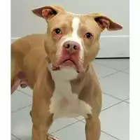 Foto dell\'animale cane - Matr. 2019/1743 - Microchip 380260101562784