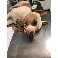Foto dell\'animale cane - Matr. 2019/2474 - Microchip 380260004918333