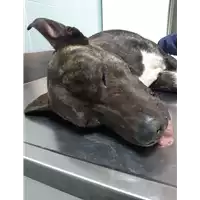 Foto dell\'animale cane - Matr. 2019/2475 - Microchip 380260043632042