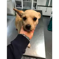 Foto dell\'animale cane - Matr. 2019/2483 - Microchip 380260043524238