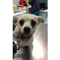 Foto dell\'animale cane - Matr. 2019/2485 - Microchip 380260043631569