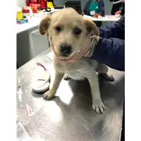Foto dell\'animale cane - Matr. 2019/2488 - Microchip 380260043632088